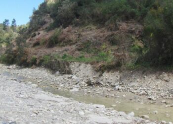 Sorpreso a tagliare alberi, denunciato 46enne di Ciro’ Marina