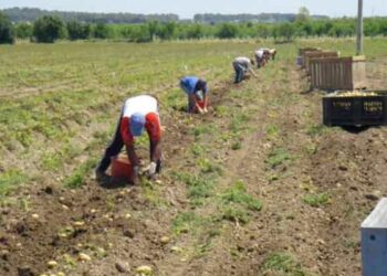 Denunciati per truffa 175 falsi braccianti nella sibaritide
