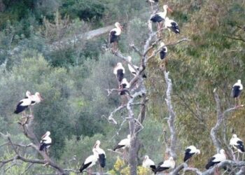 In un paese dove nascono sempre meno bambini, arrivano le cicogne