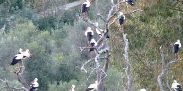 In un paese dove nascono sempre meno bambini, arrivano le cicogne