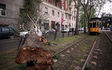 Milano, grandine e alberi caduti per il vento: FOTO