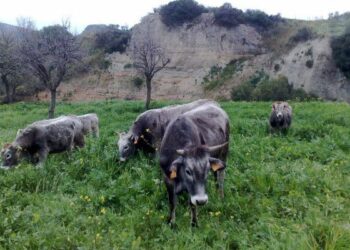 Comparto zootecnico crotonese vale 100 milioni di euro