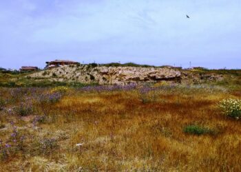 Rondine topino per la prima volta a Isola Capo Rizzuto