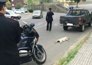 Cane legato a pick-up e trascinato per strada
