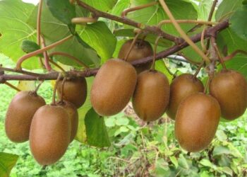 La Calabria vuole esportare kiwi in Cina