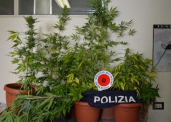 Piantagione marijuana in casa, arrestato cameriere a Crotone