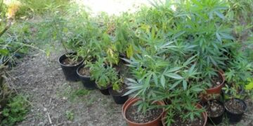 Piantagione e laboratorio di marijuana a Reggio Calabria, un arresto