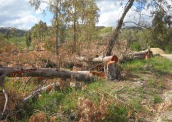 Taglia 70 alberi senza autorizzazione, denunciato 45enne nel crotonese