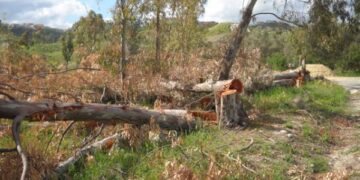 Taglia 70 alberi senza autorizzazione, denunciato 45enne nel crotonese
