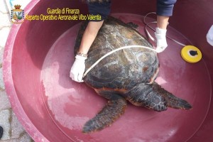 Tartaruga 'Ultima' salvata