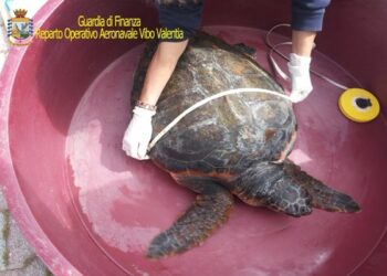 ‘Ultima’ la tartaruga salvata dalla Finanza in Calabria