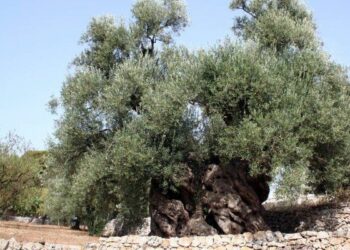 Xylella Fastidiosa, rischi e pericoli per la Calabria