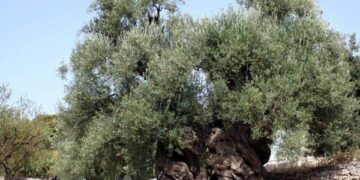 Xylella Fastidiosa, rischi e pericoli per la Calabria