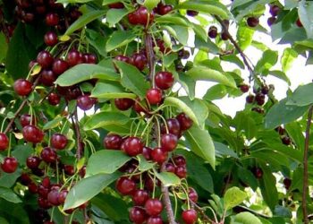 Ruba 40 kg di ciliegie, fermato 59enne nel cosentino