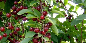 Ruba 40 kg di ciliegie, fermato 59enne nel cosentino