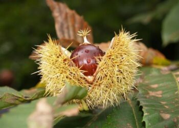 Lanci di ‘Torymus sinensis’ in Calabria, l’insetto buono salva castagneti