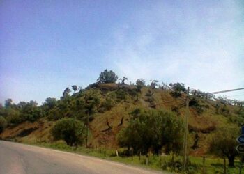 Collina di ulivi secolari ripulita dai rovi nel cirotano