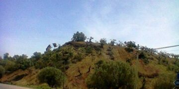 Collina di ulivi secolari ripulita dai rovi nel cirotano