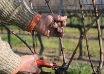 Agricoltura, a Crotone corso di formazione per potatori