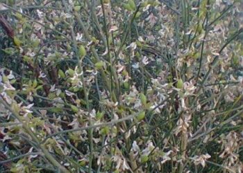 Ottima annata per la Ginestra bianca