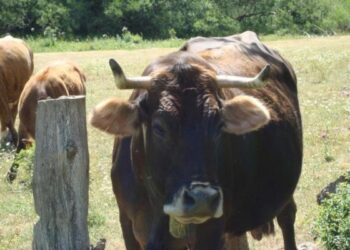 ‘Vacche sacre’, prefetto ordina abbattimento a Reggio Calabria