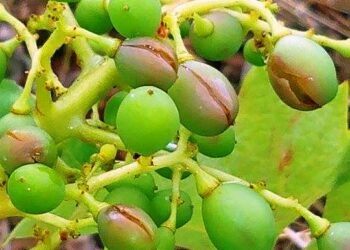 Dopo la grandinata si contano i danni nel cirotano