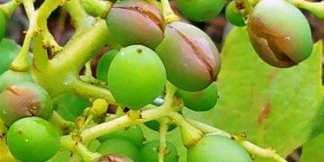 Dopo la grandinata si contano i danni nel cirotano