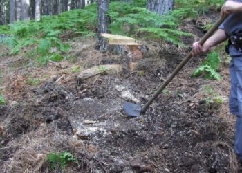 Titolare ditta boschiva e operaio denunciati per furto a Mesoraca