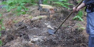 Titolare ditta boschiva e operaio denunciati per furto a Mesoraca