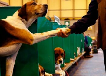 Una app per affidare cani e gatti durante vacanze