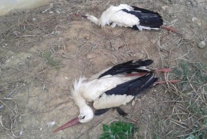 Due cicogne morte.