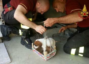 Pompieri ingegnosi salvano cucciolo nel tombino