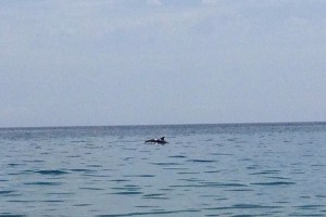 Delfino a Cirò Marina (1)