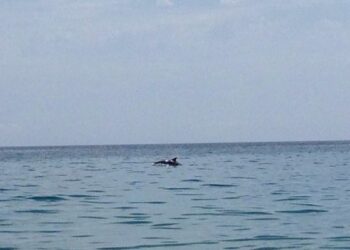 Tornano i delfini nelle acque di Ciro’ Marina