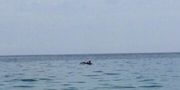 Tornano i delfini nelle acque di Ciro’ Marina