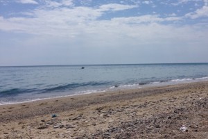 Delfino a Cirò Marina (2)