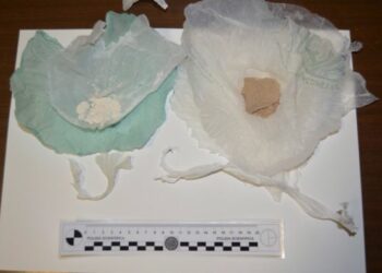 Xator fiuta eroina in casa, arrestata 22enne crotonese