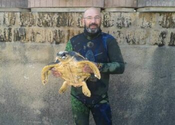 Sub salva tartaruga nelle acque del crotonese