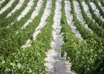 Grandinata mette a rischio vendemmia e raccolti nel crotonese