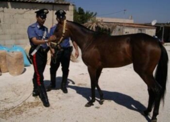 Bimbo colpito da calcio cavallo a Ciro’ Marina, e’ grave