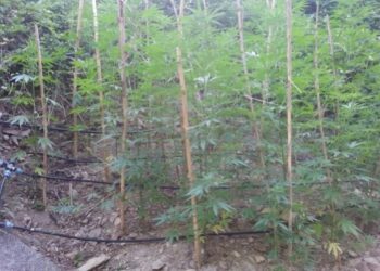 Scoperta piantagione di ‘maria’ nel catanzarese, difesa da trappole per animali