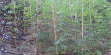 Scoperta piantagione di ‘maria’ nel catanzarese, difesa da trappole per animali