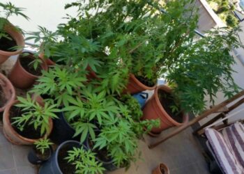 Marijuana coltivata sul balcone, arrestato 47enne a Rende