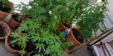 Marijuana coltivata sul balcone, arrestato 47enne a Rende