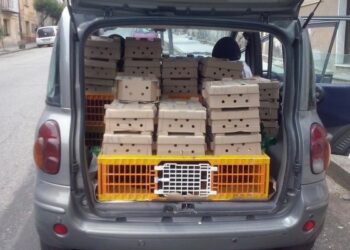 Pulcini in scatole senza acqua e cibo, denunciato crotonese