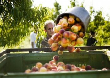 SS106 colabrodo, gli agricoltori: ‘le pesche si rovinano’