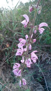 Salvia  Rosa rinvenuta