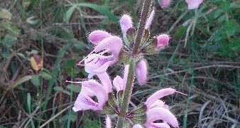 Il cirotano territorio di biodiversita’