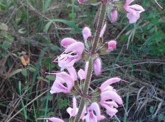 Il cirotano territorio di biodiversita’
