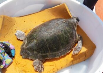 Liberate in Calabria due tartarughe marine, a una amputato arto